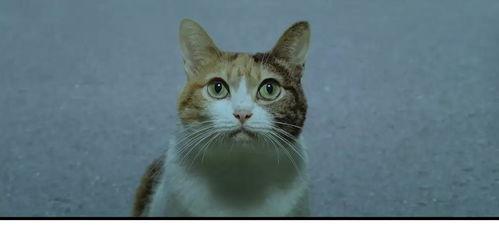 猫的电视剧,探寻神秘猫咪的奇幻之旅